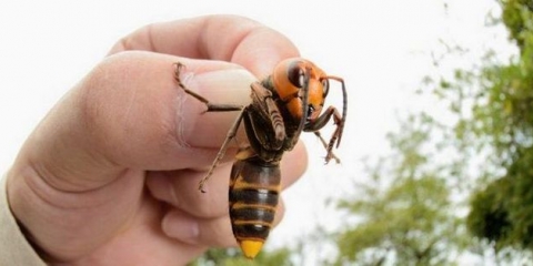 Kako se riješiti stršljena ispod krova kuće